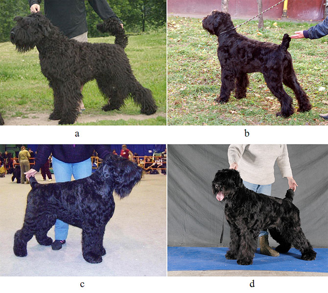 Русский черный терьер (собака Сталина): фото и видео, цены, описание породы